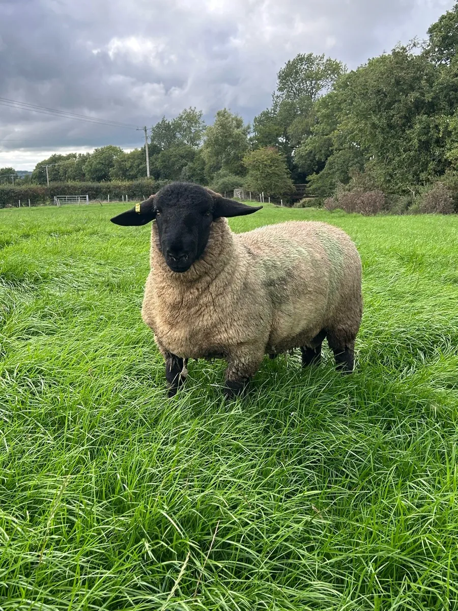 PBNR Suffolk Rams - Image 1