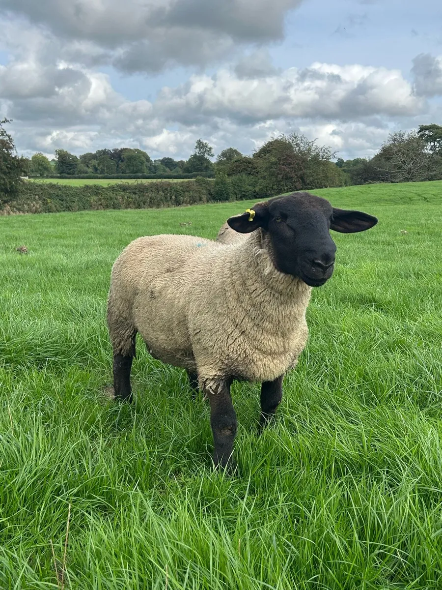 PBNR Suffolk Rams - Image 2