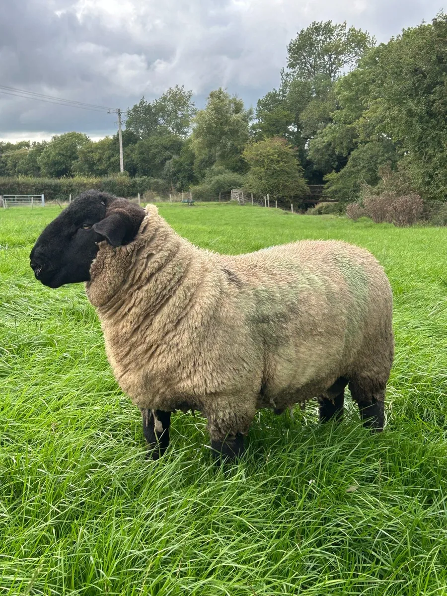 PBNR Suffolk Rams - Image 3