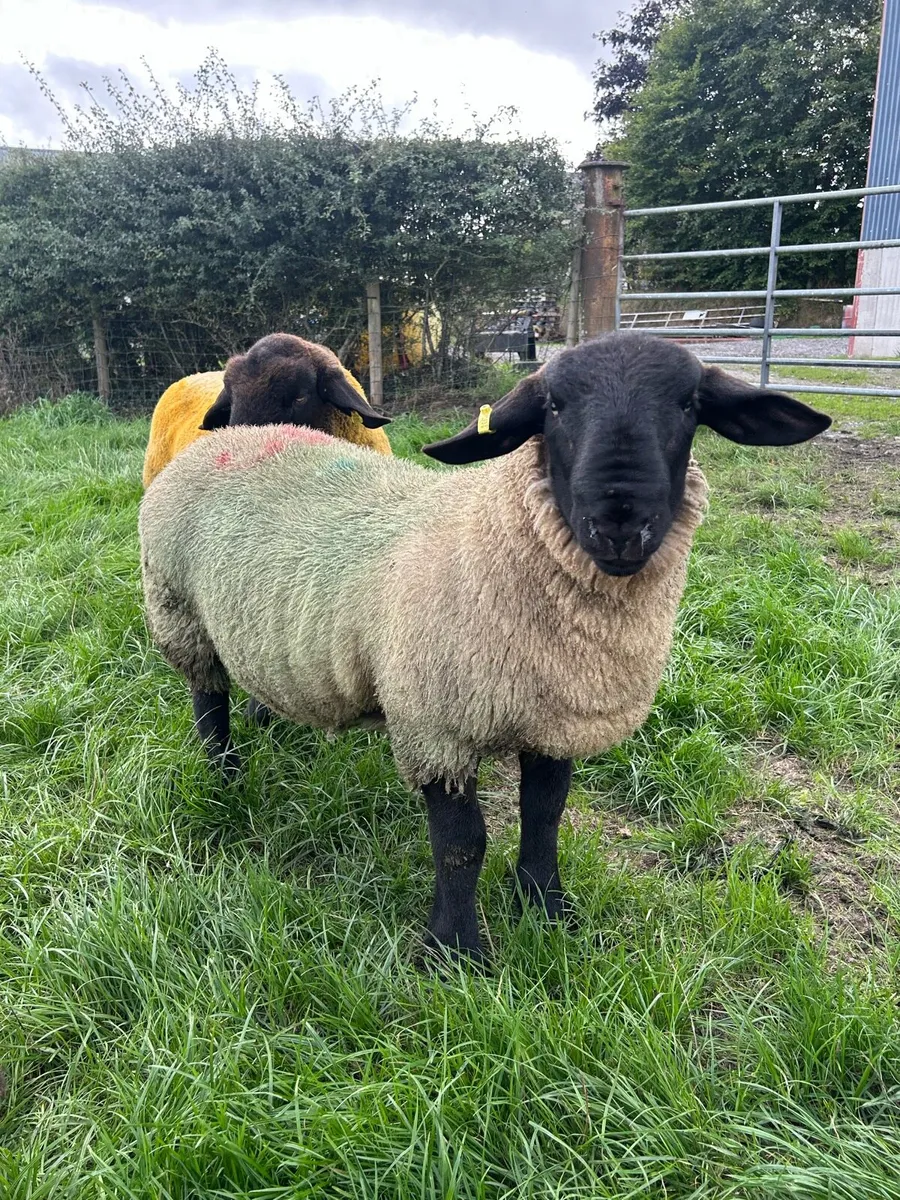 PBNR Suffolk Rams - Image 4