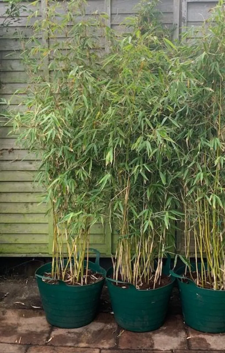 4 Evergreen Bamboo in Pots. - Image 2