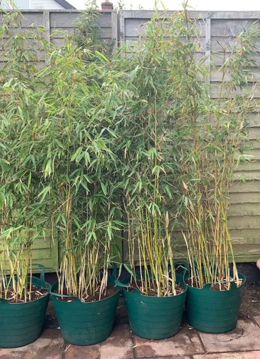 4 Evergreen Bamboo in Pots. - Image 3