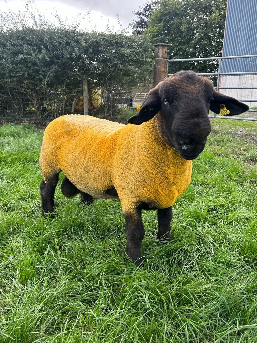 Pedigree Suffolk Hogget Ram - Image 1
