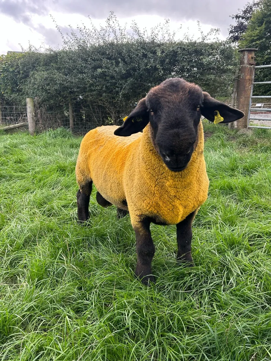 Pedigree Suffolk Hogget Ram - Image 2