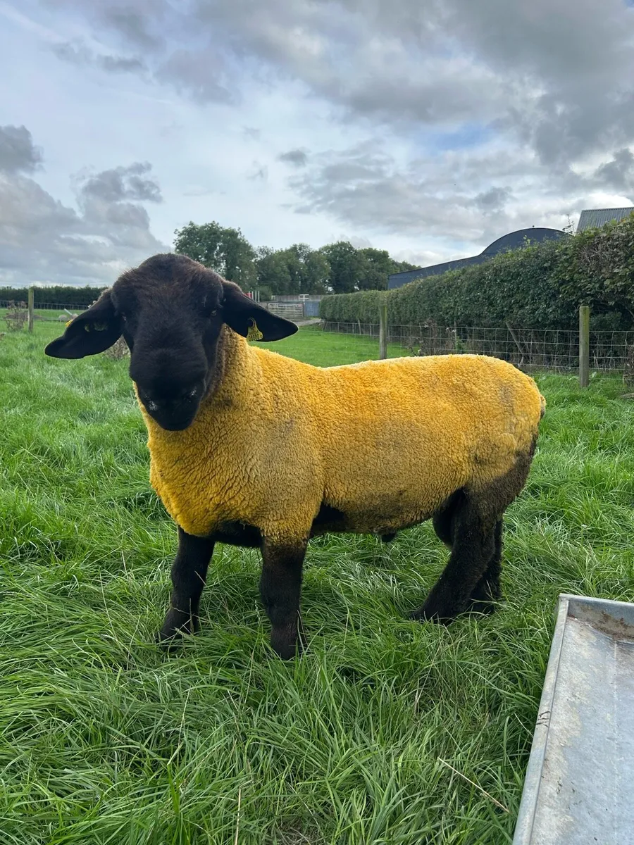 Pedigree Suffolk Hogget Ram - Image 3