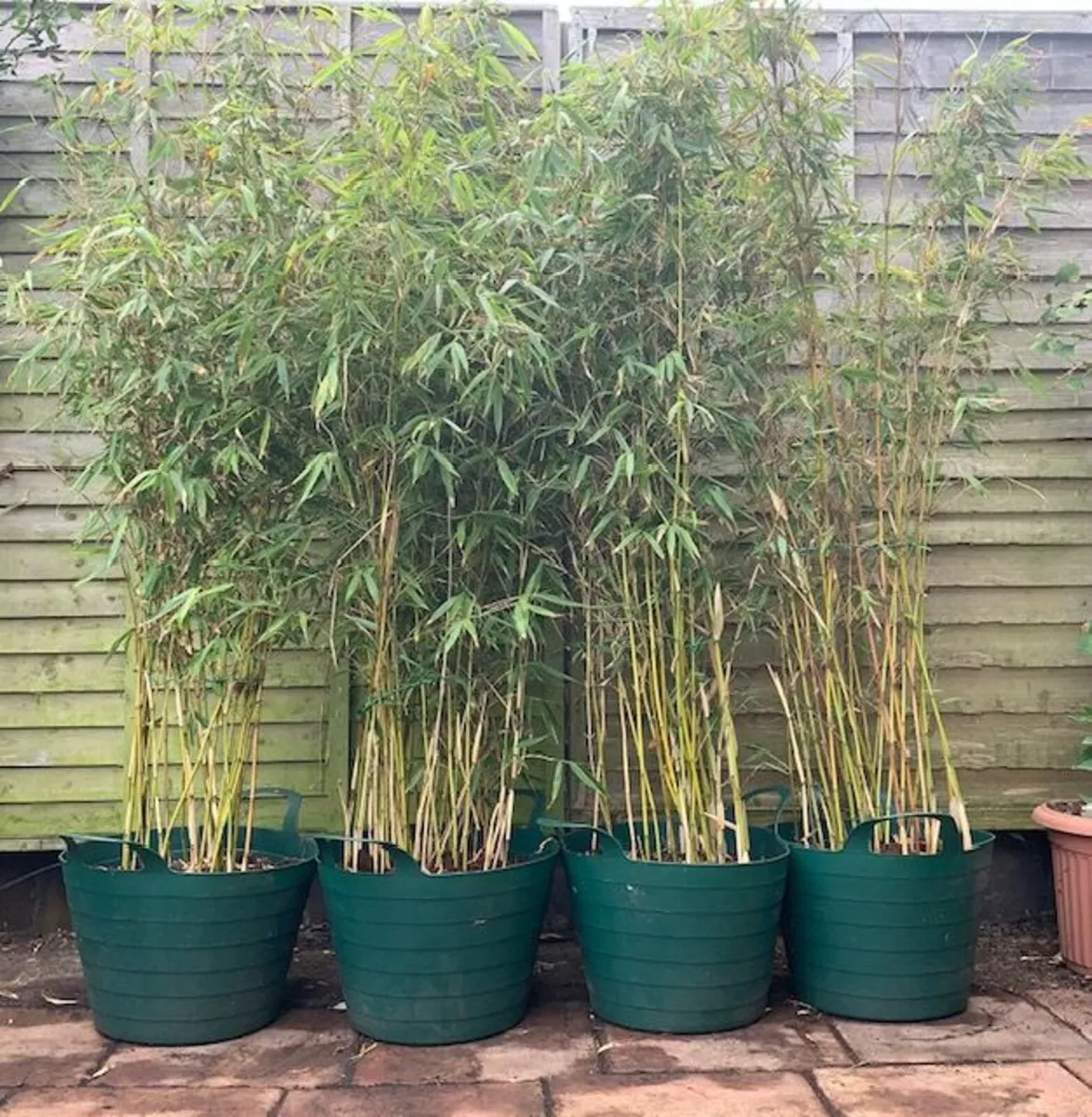 4 Evergreen Bamboo in Pots. - Image 4