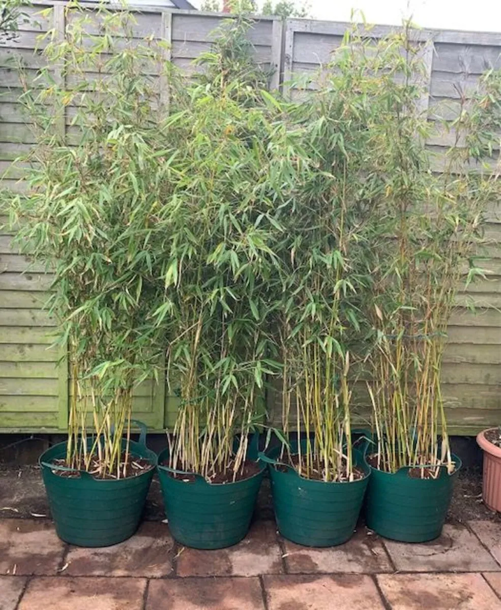 4 Evergreen Bamboo in Pots. - Image 1