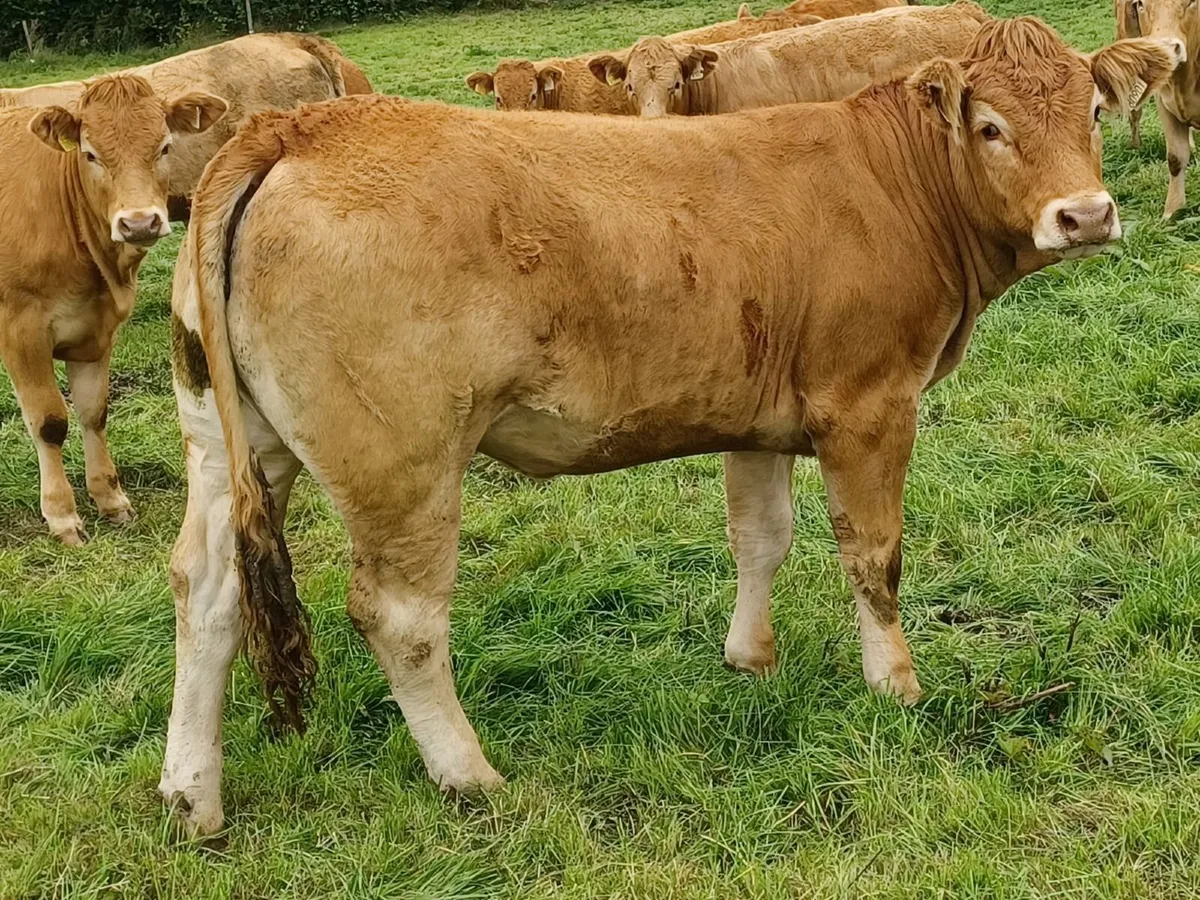 Purebred Registered Limousin Heifers - Image 1