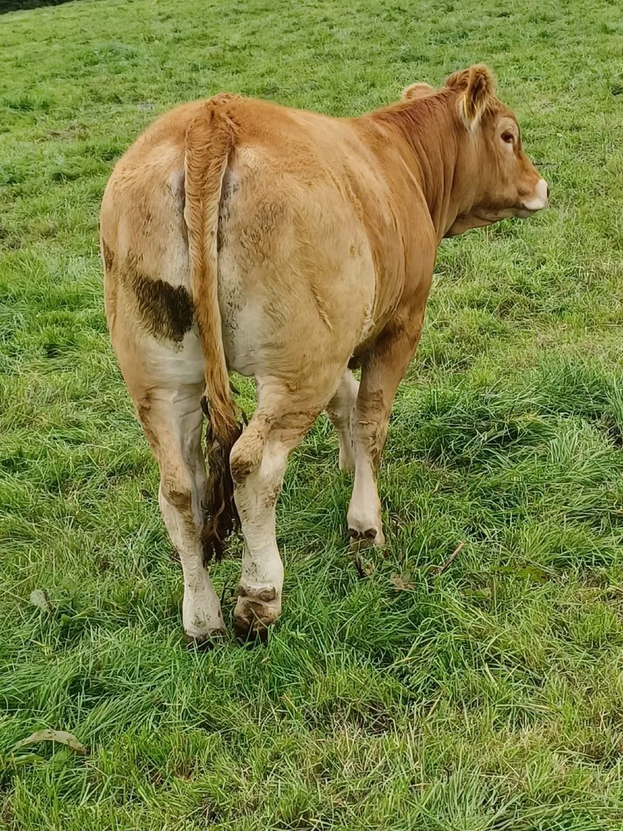 Purebred Registered Limousin Heifers - Image 2