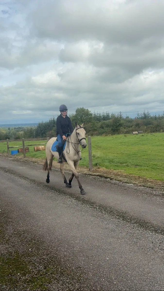 Pony - Image 2