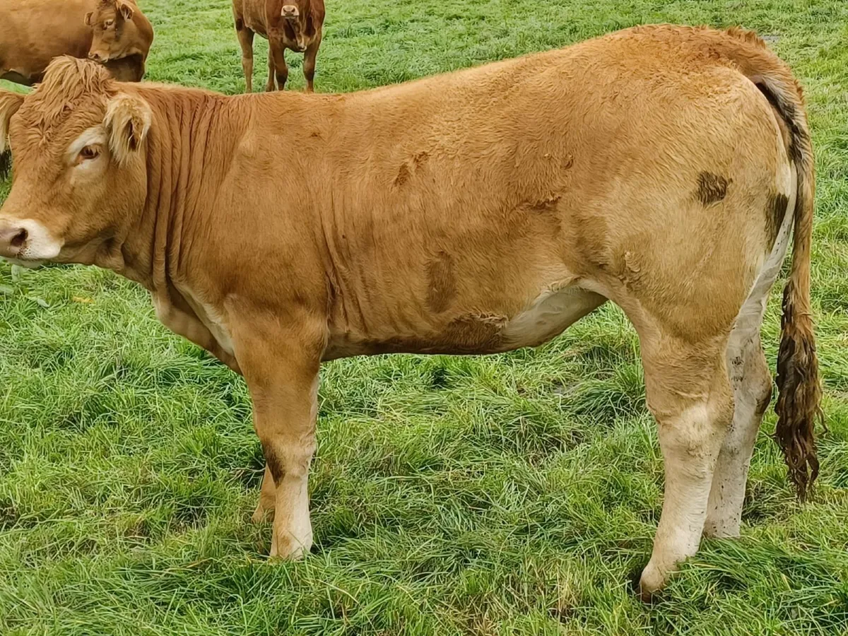 Purebred Registered Limousin Heifers - Image 3