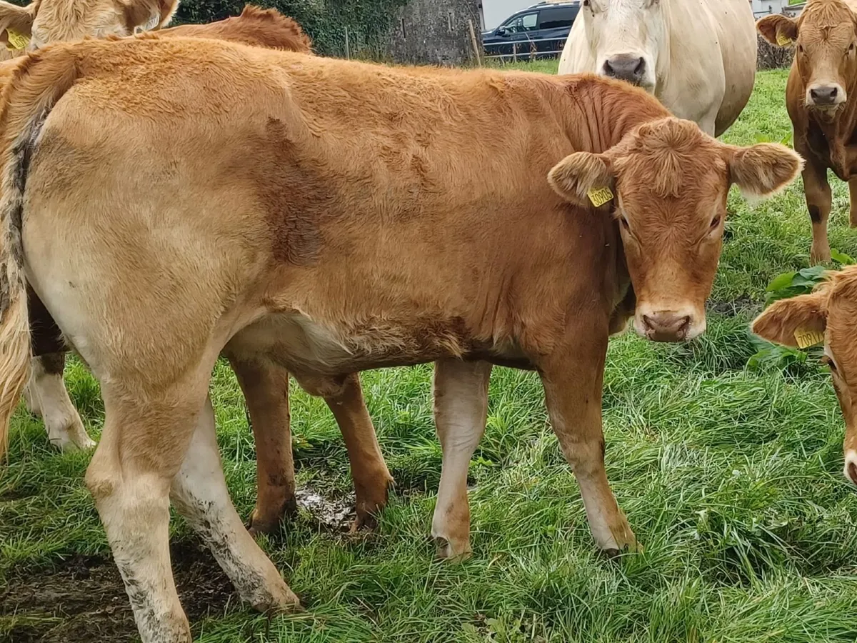 Purebred Registered Limousin Heifers - Image 4