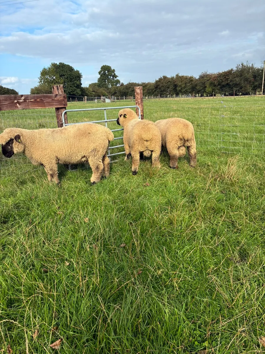 Hampshire Down Ram Lambs - Image 1