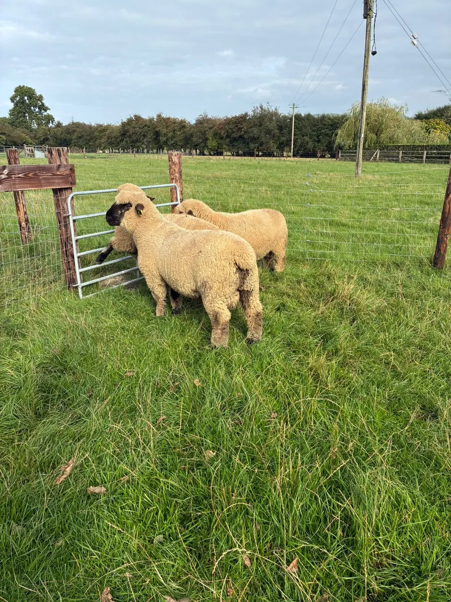 Hampshire Down Ram Lambs - Image 2