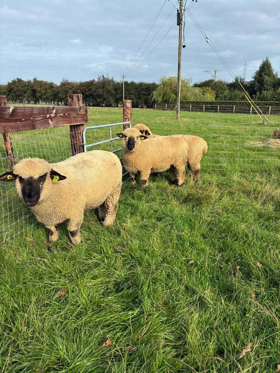 Hampshire Down Ram Lambs - Image 3