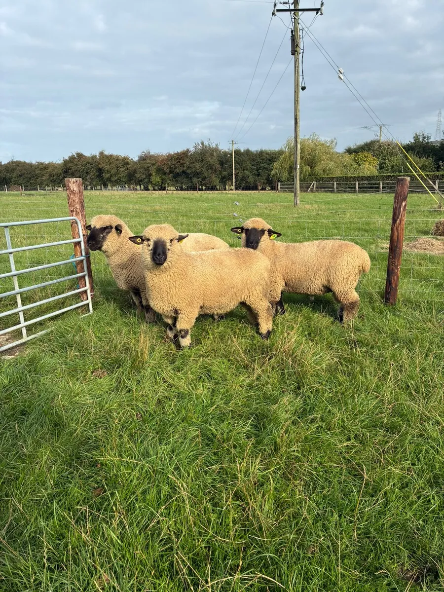 Hampshire Down Ram Lambs - Image 4