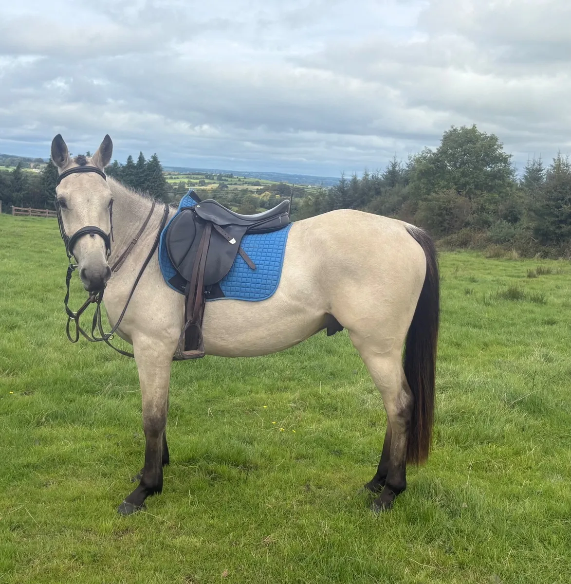 Pony - Image 1
