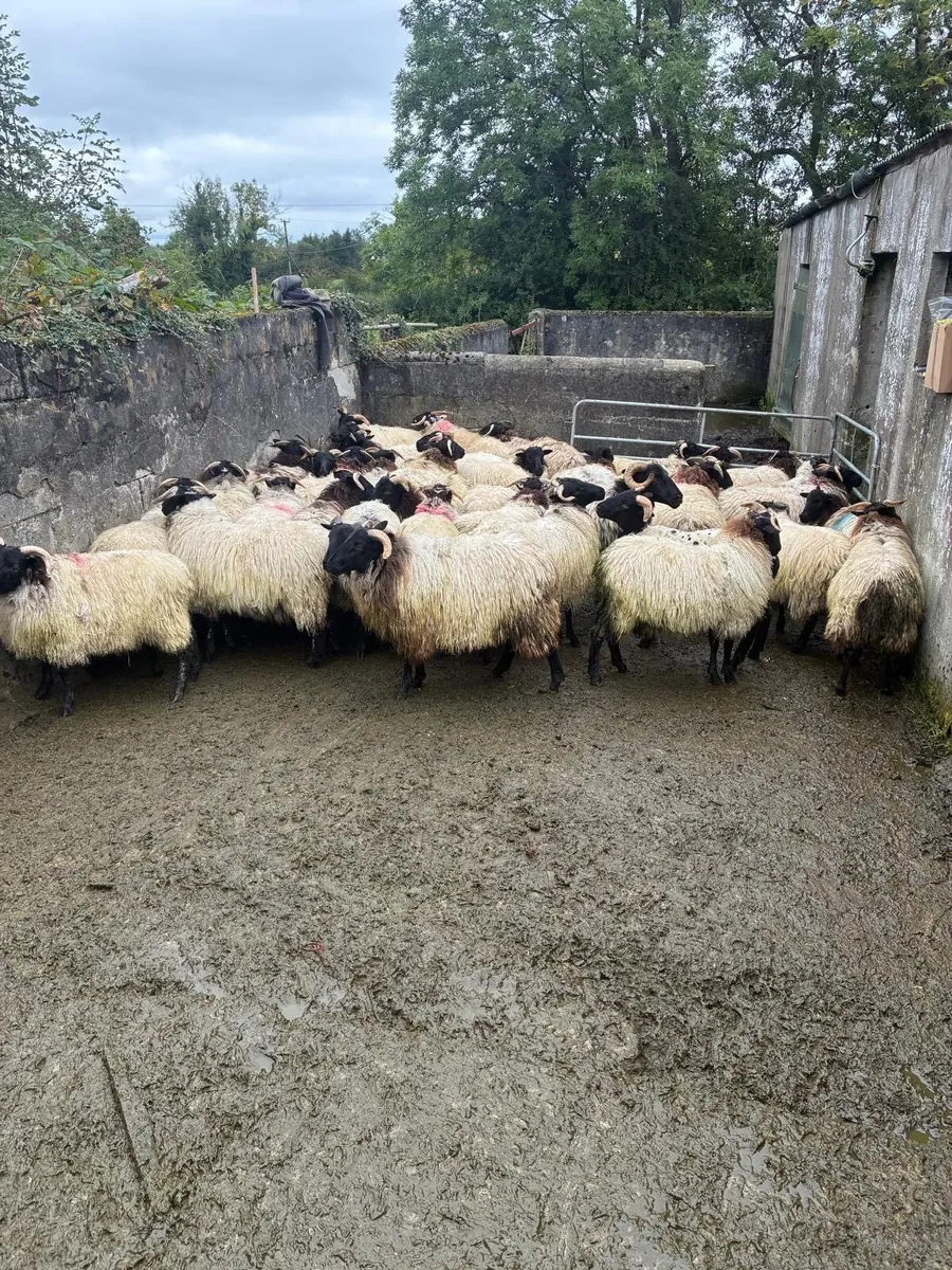 Black-faced Mountain Ewe lambs - Image 2