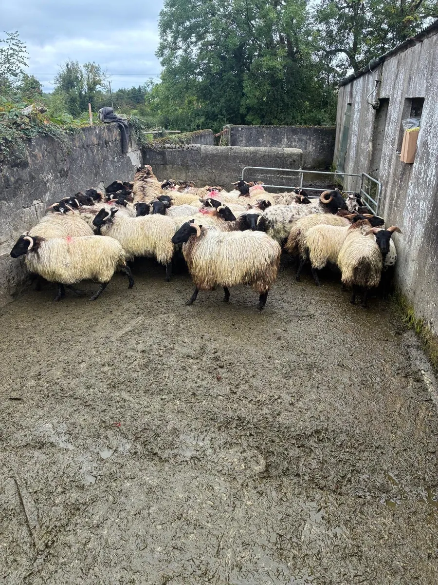 Black-faced Mountain Ewe lambs - Image 1