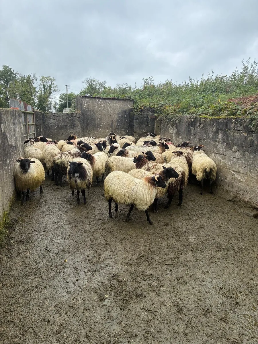 Black-faced Mountain Ewe lambs - Image 4