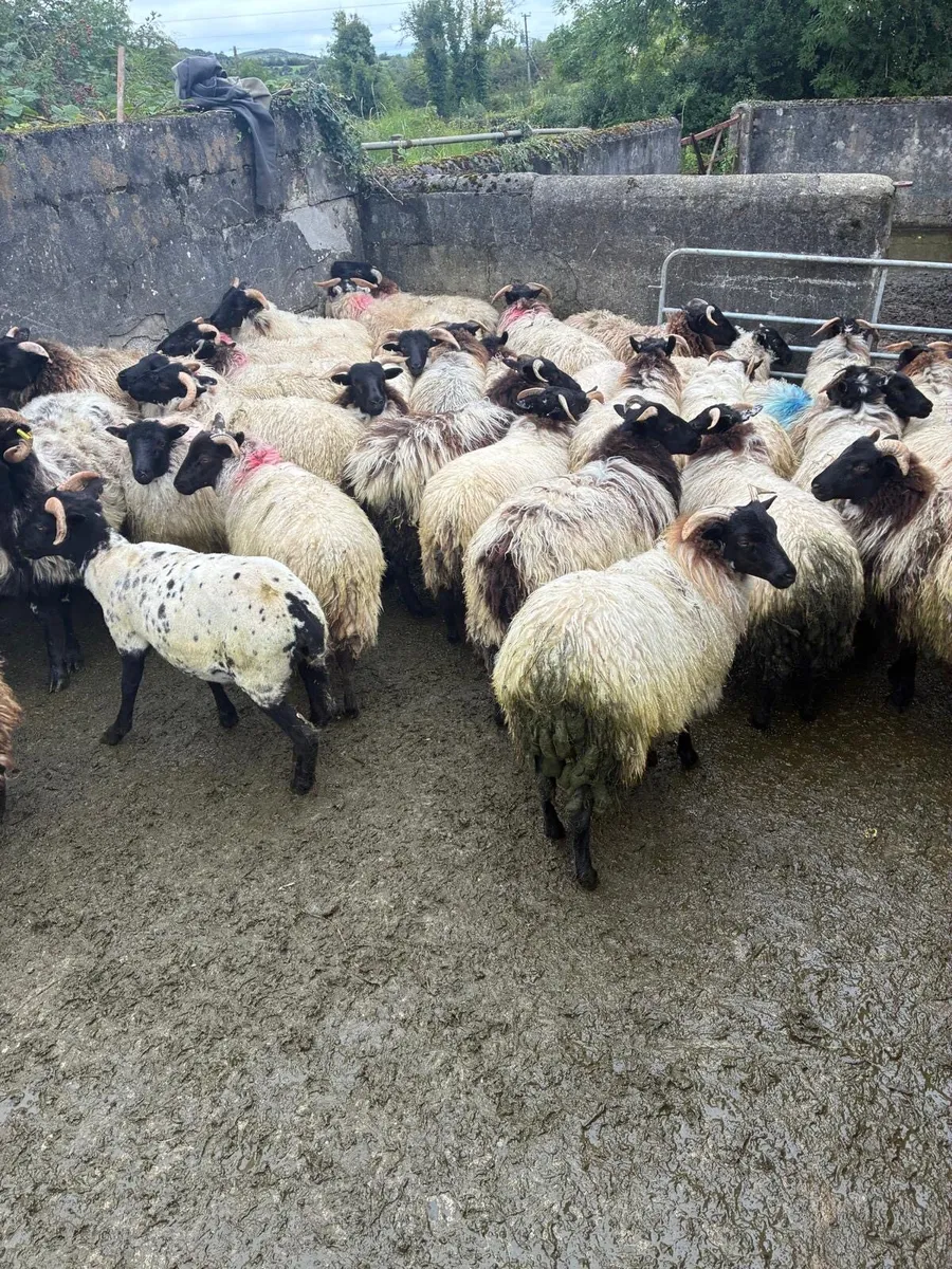 Black-faced Mountain Ewe lambs - Image 3