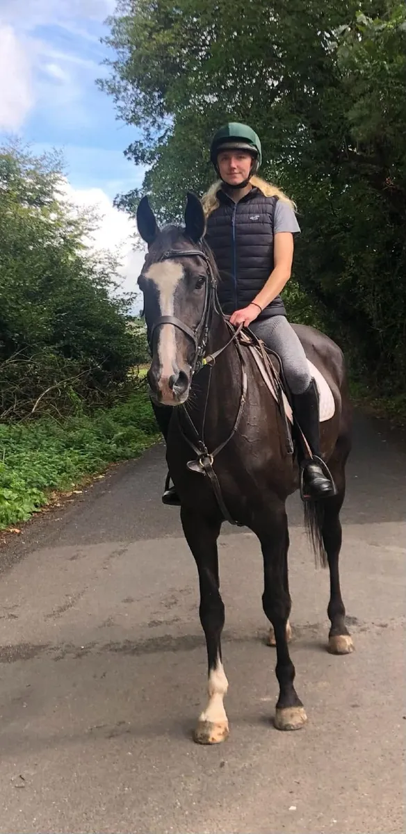 Showjumper / riding horse - Image 1
