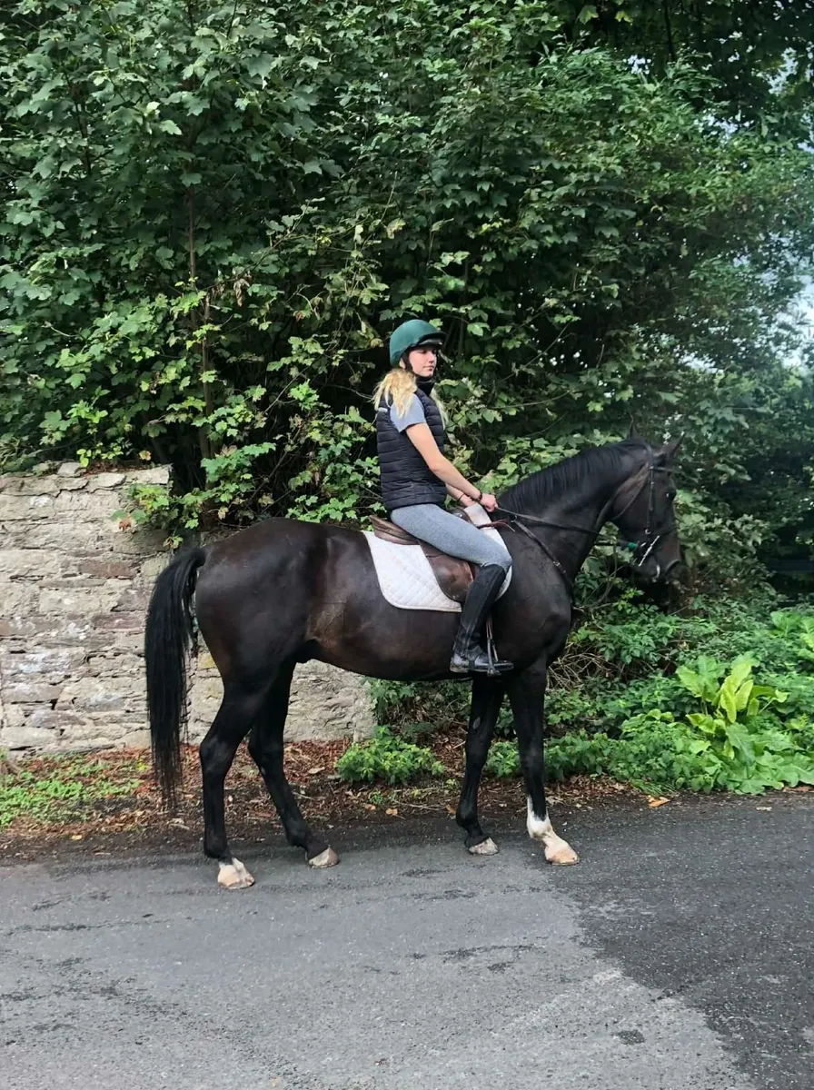 Showjumper / riding horse - Image 3