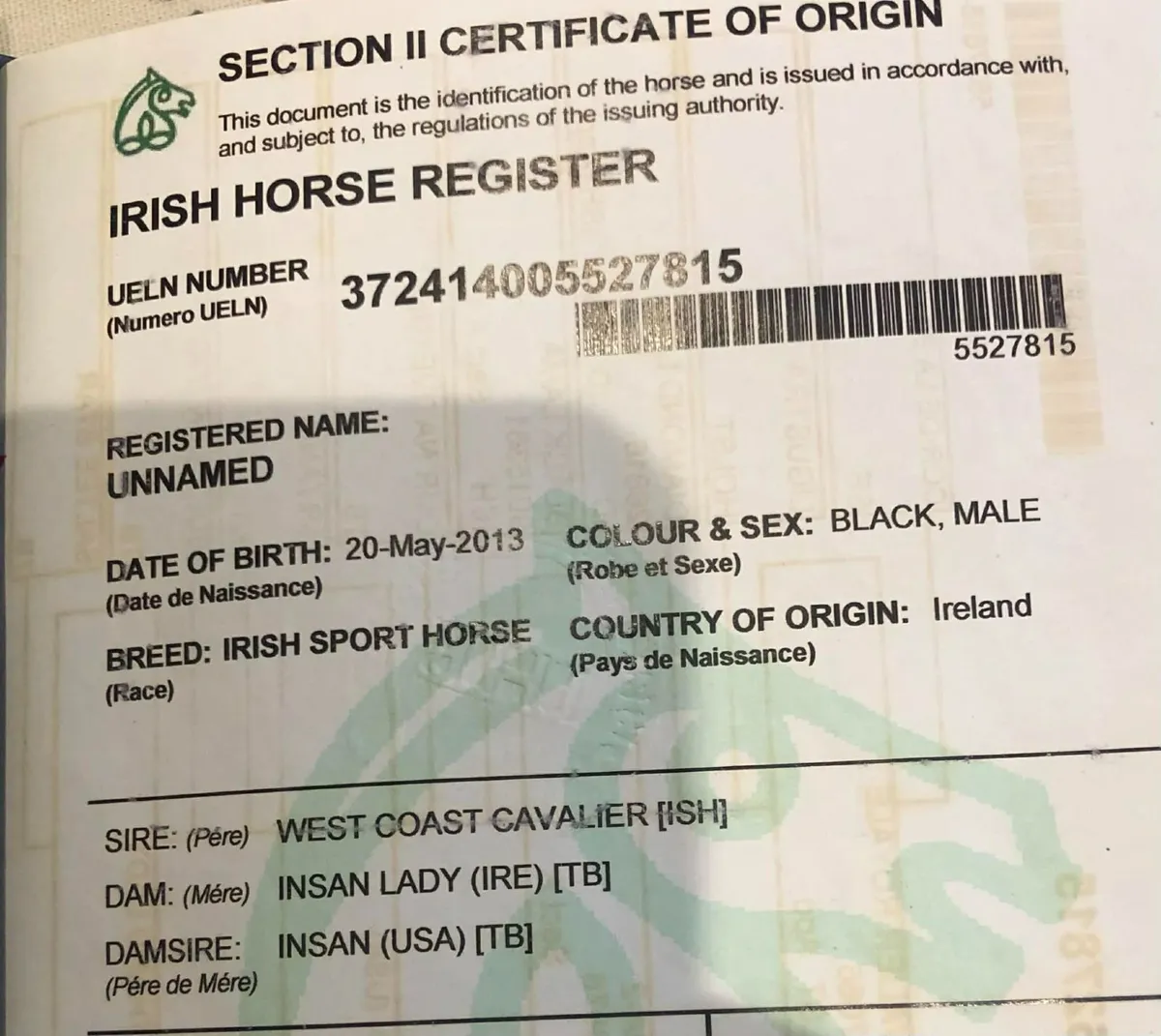 Showjumper / riding horse - Image 4