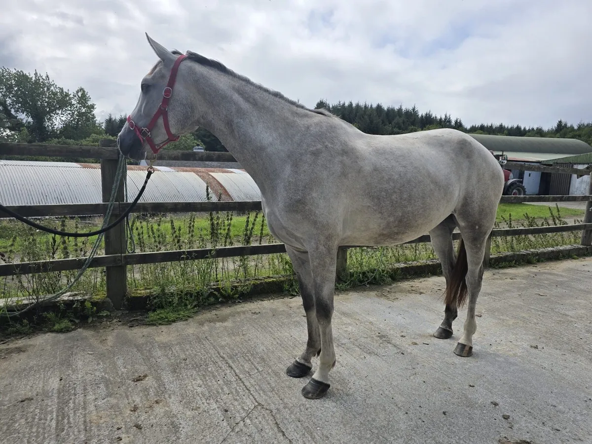 Grand Cru Filly - Image 2