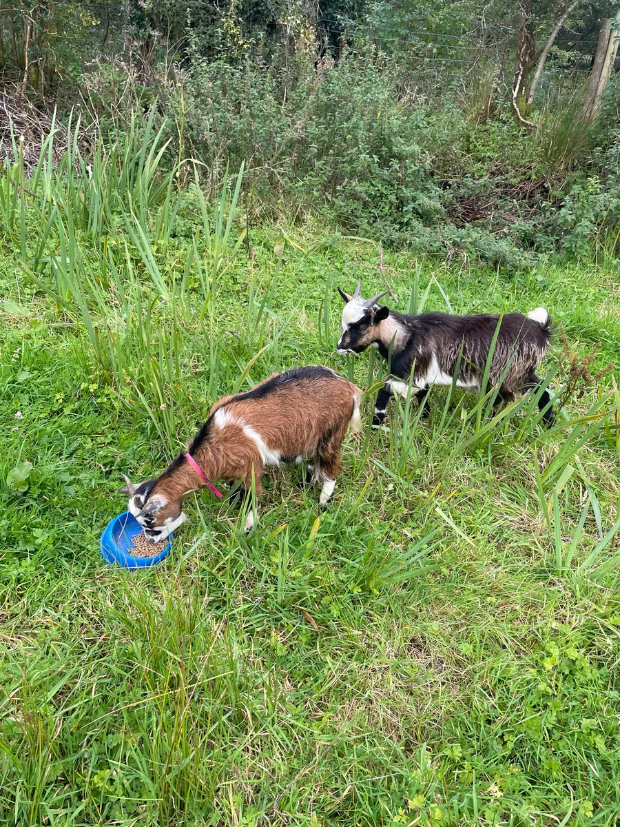 Pygmy goats - Image 2