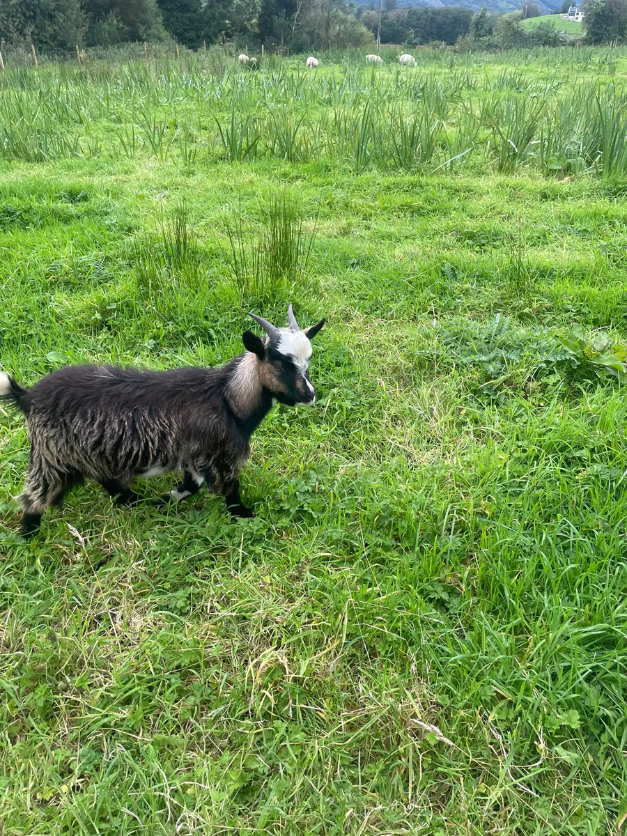 Pygmy goats - Image 3