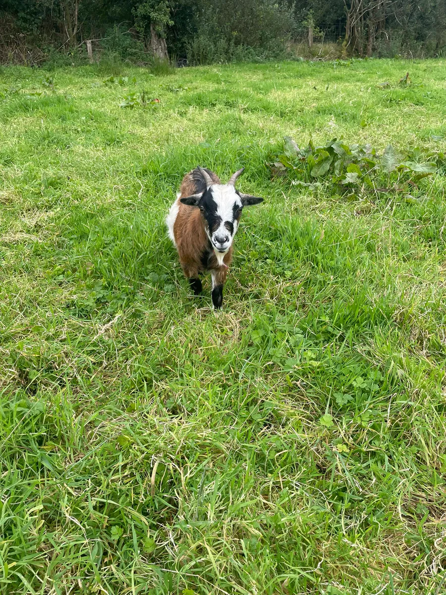 Pygmy goats - Image 1