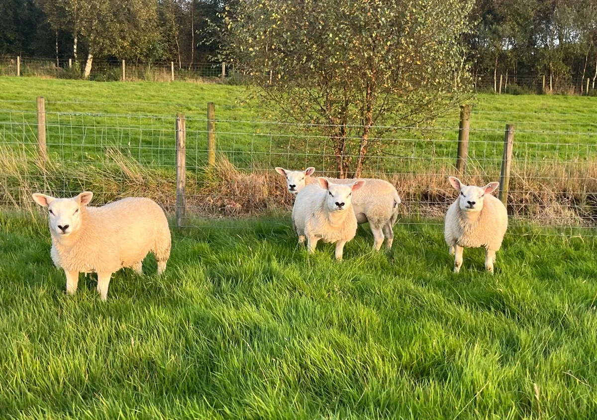 Four Pedigree Texel Ewe Lambs - Image 3