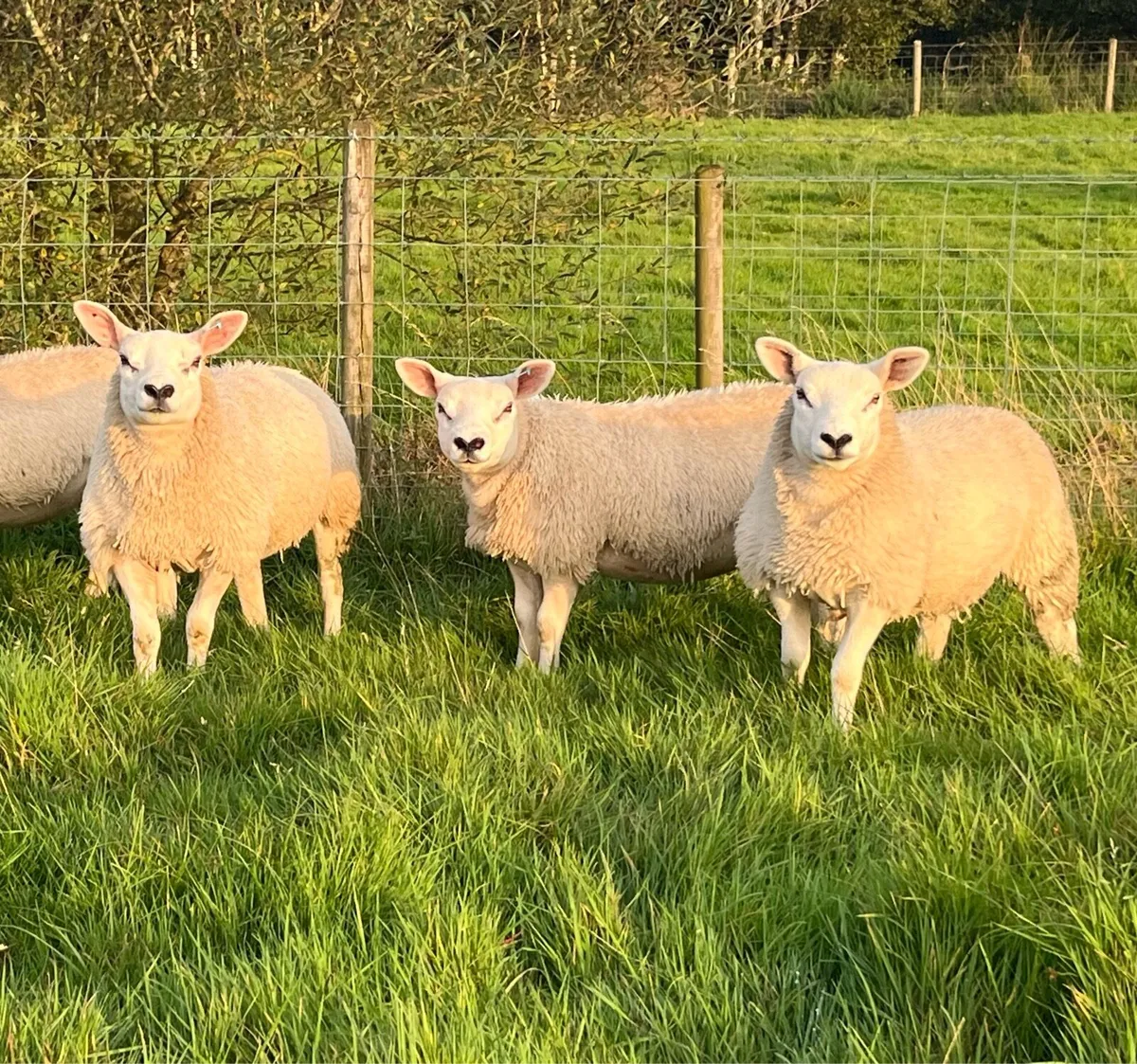 Four Pedigree Texel Ewe Lambs - Image 2