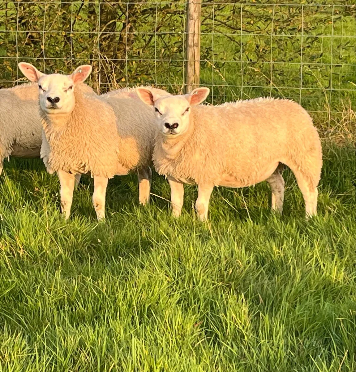 Four Pedigree Texel Ewe Lambs - Image 1