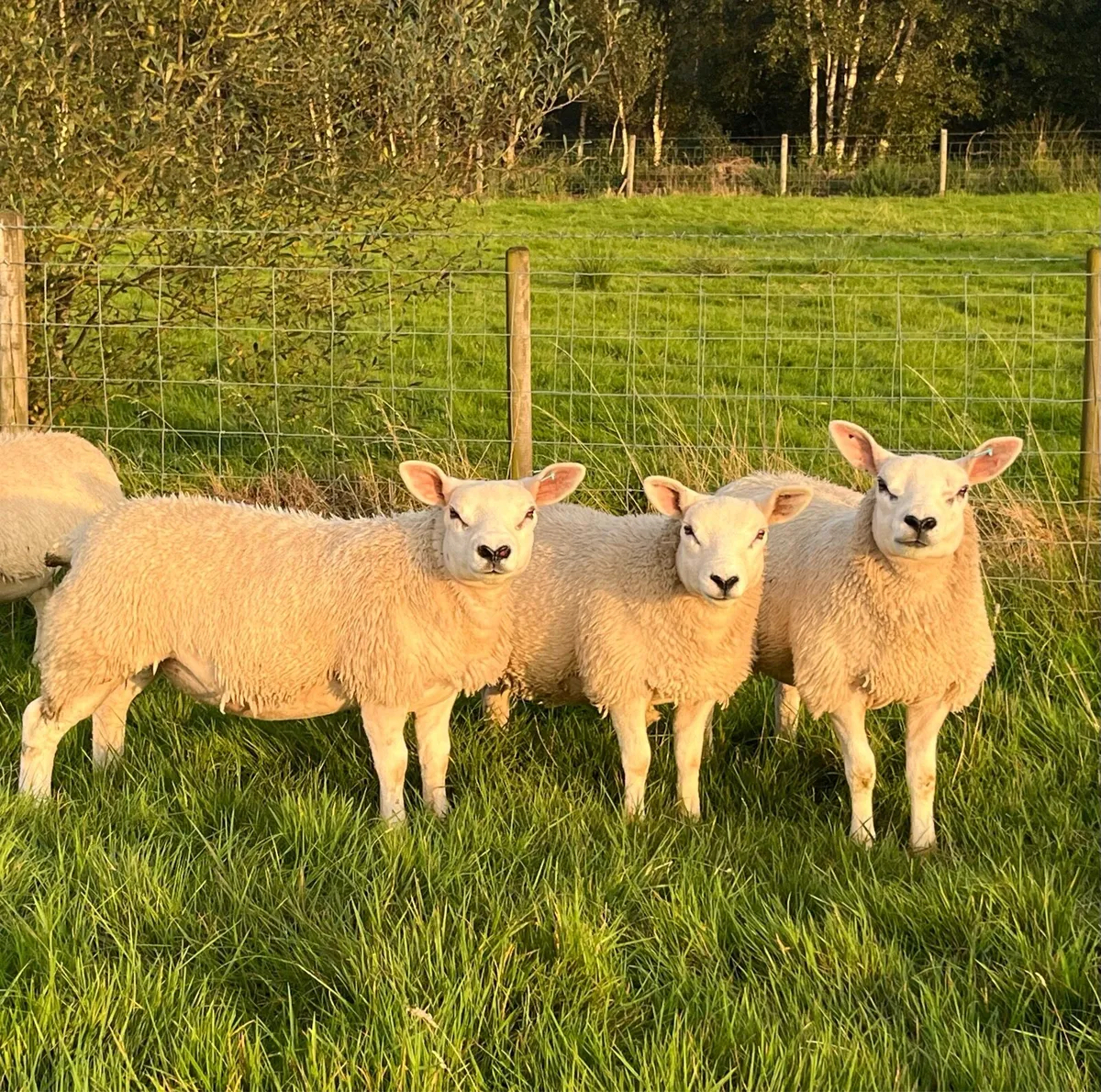 Four Pedigree Texel Ewe Lambs - Image 4