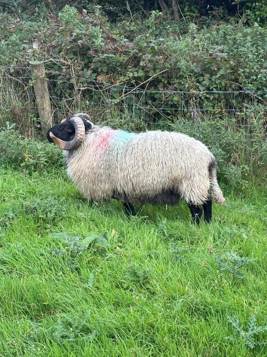 SIS Blackface Hogget ram - Image 2