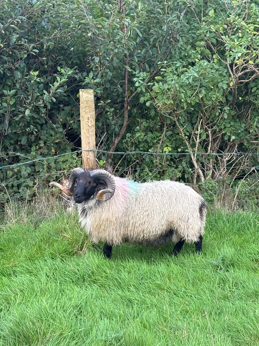 SIS Blackface Hogget ram - Image 1