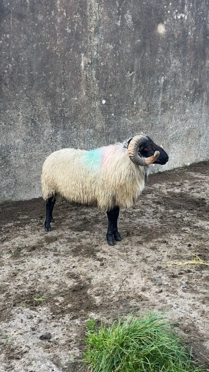 SIS Blackface Hogget ram - Image 3