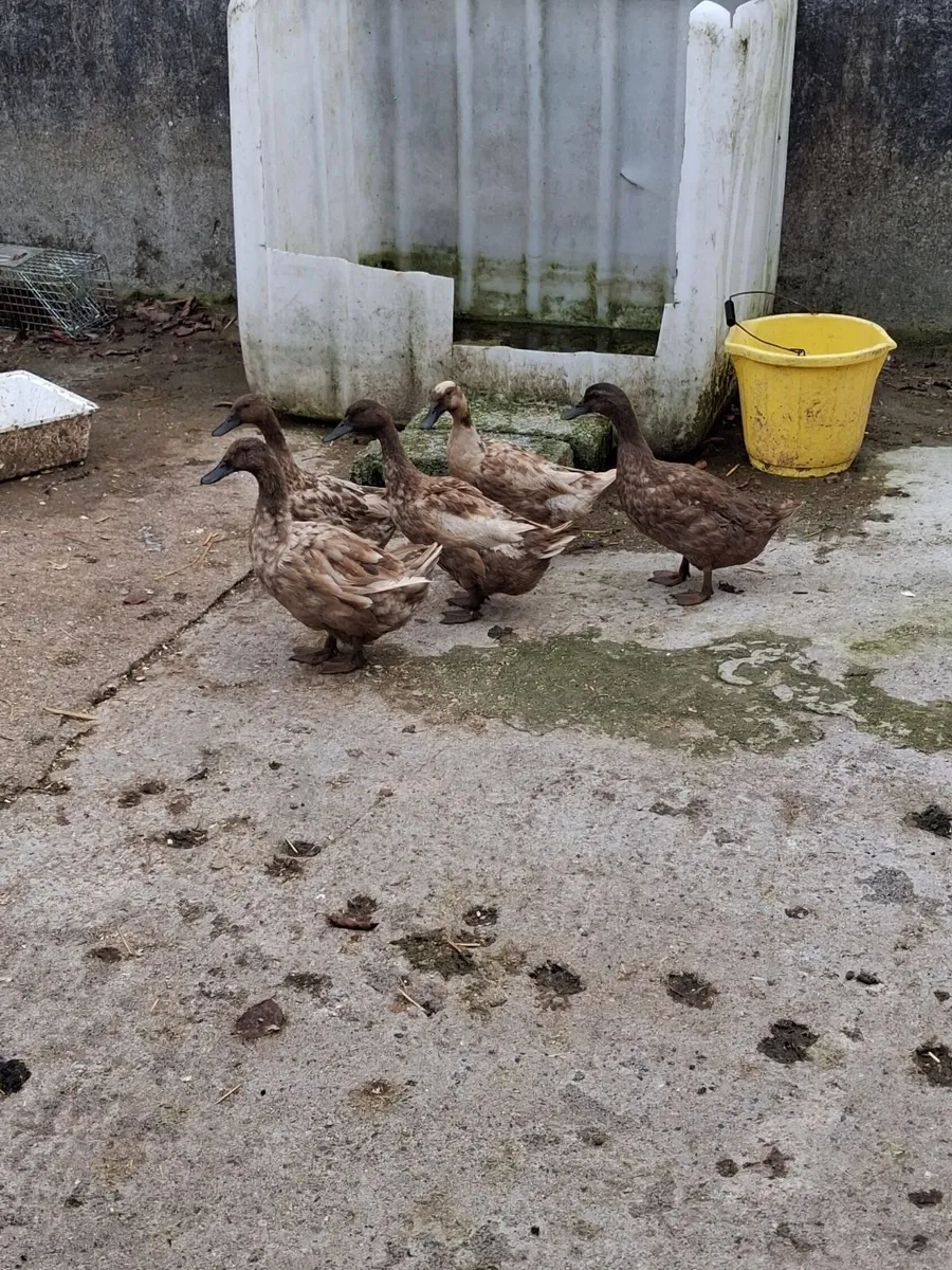 Ducks - Image 1