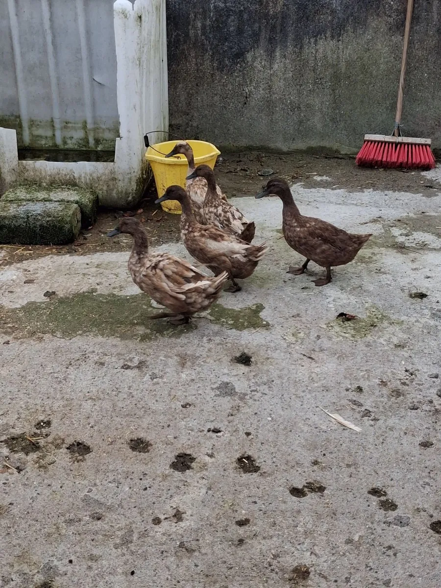 Ducks - Image 3