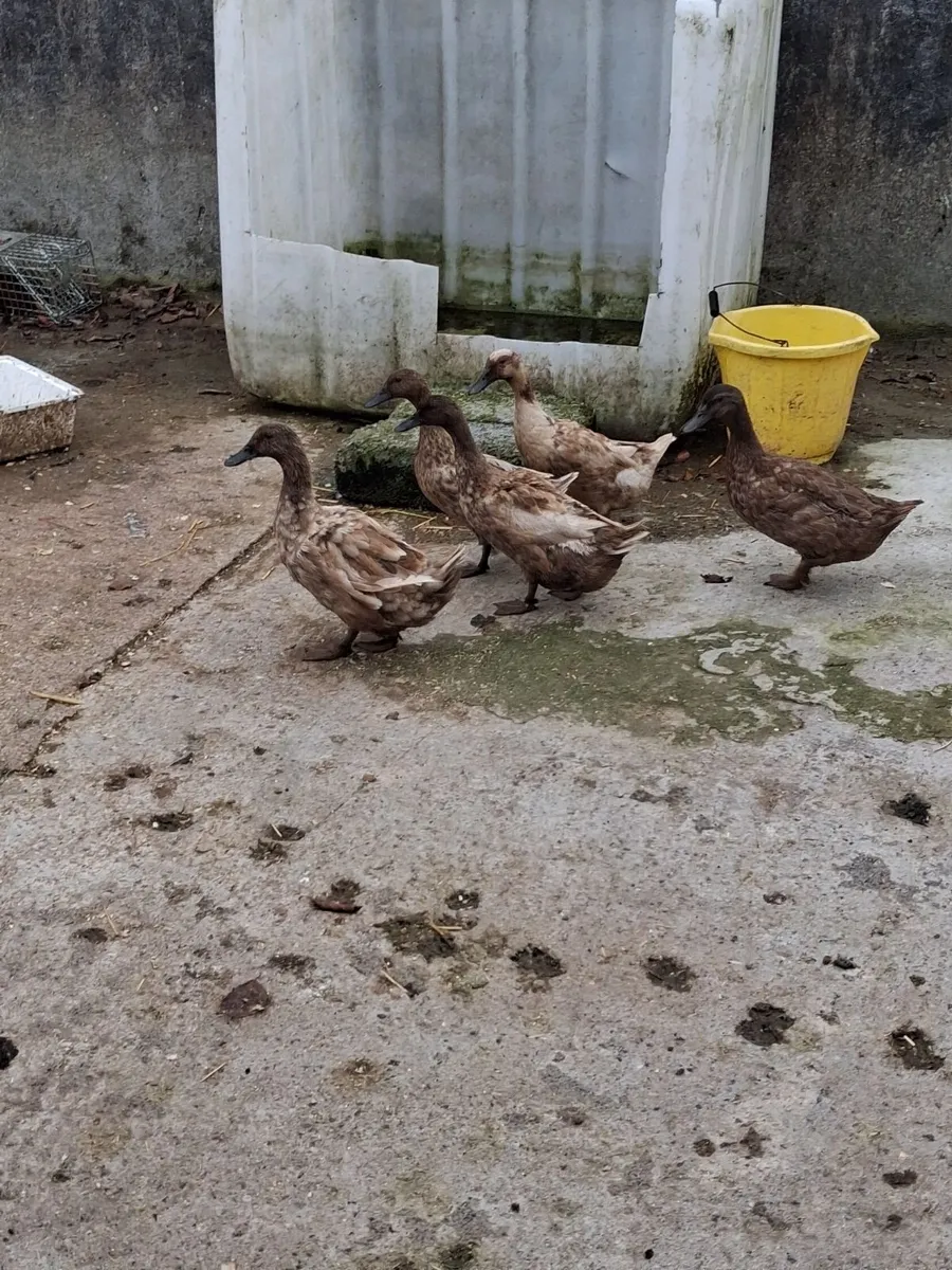 Ducks - Image 4