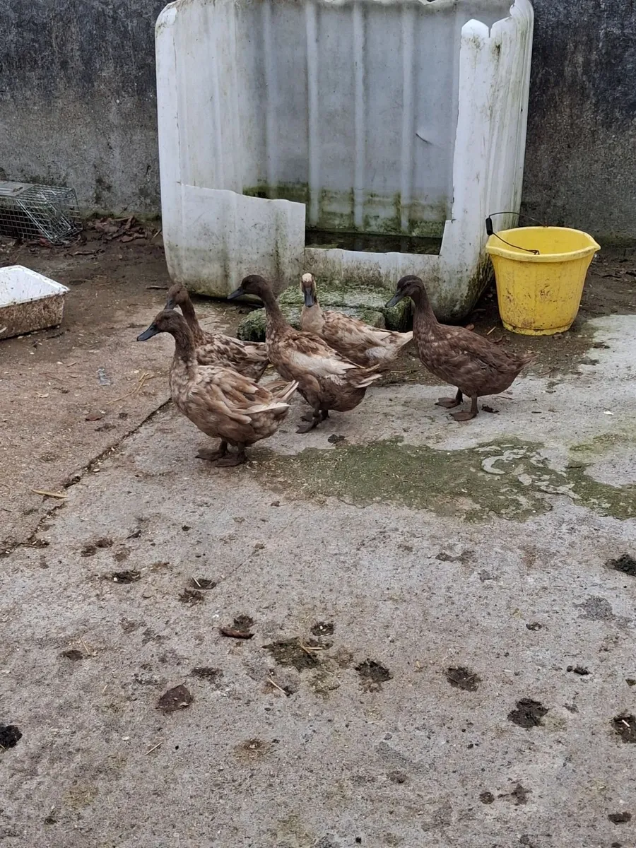 Ducks - Image 2