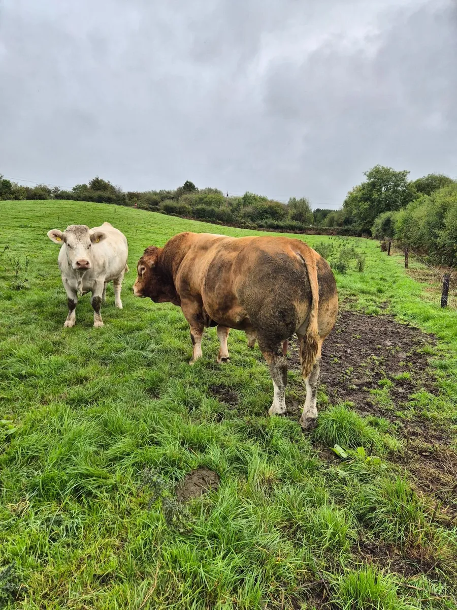 Limousin PBR Bull - Image 1