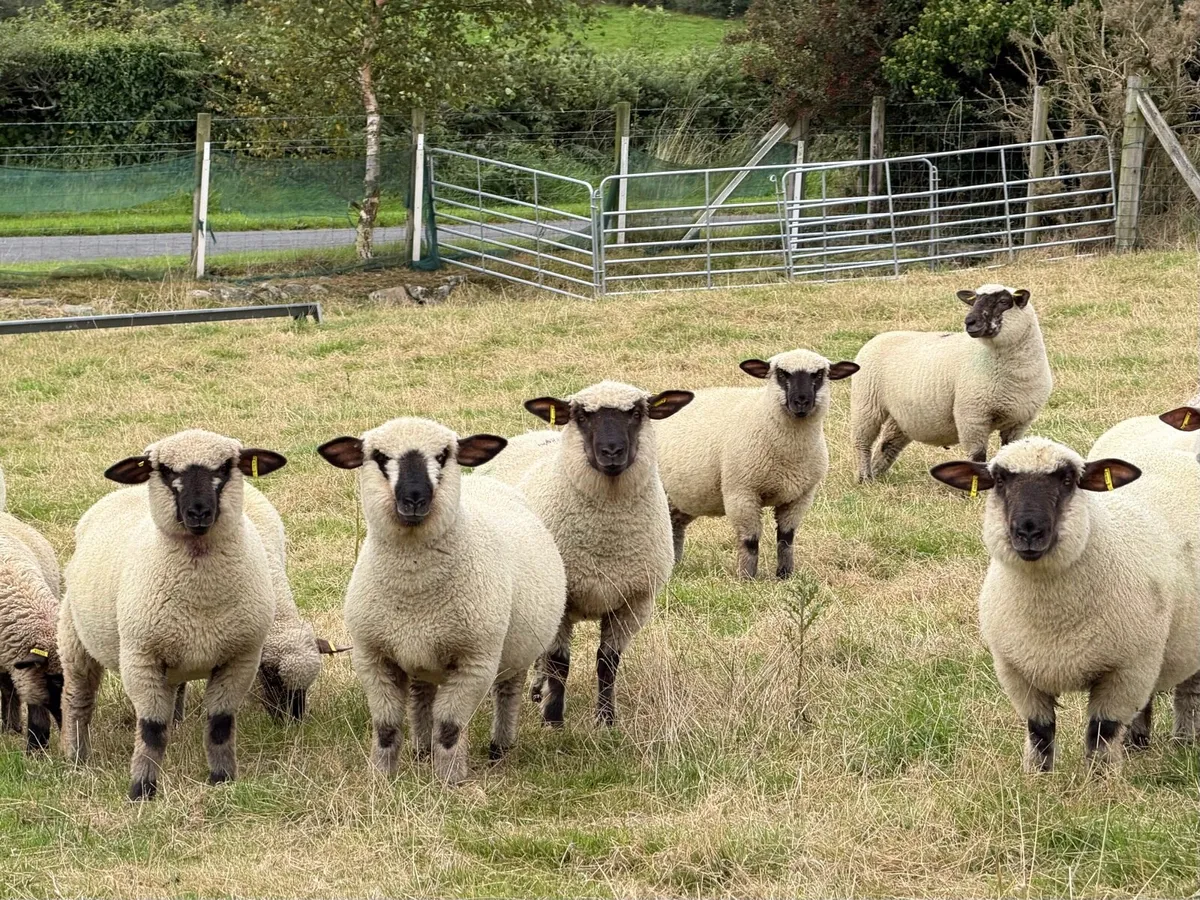 Hampshire down ewe lambs - Image 1