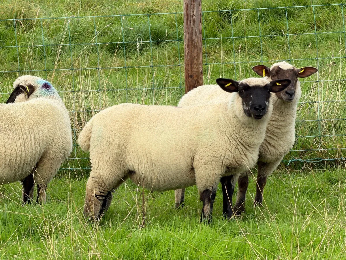 Hampshire down ewe lambs - Image 2