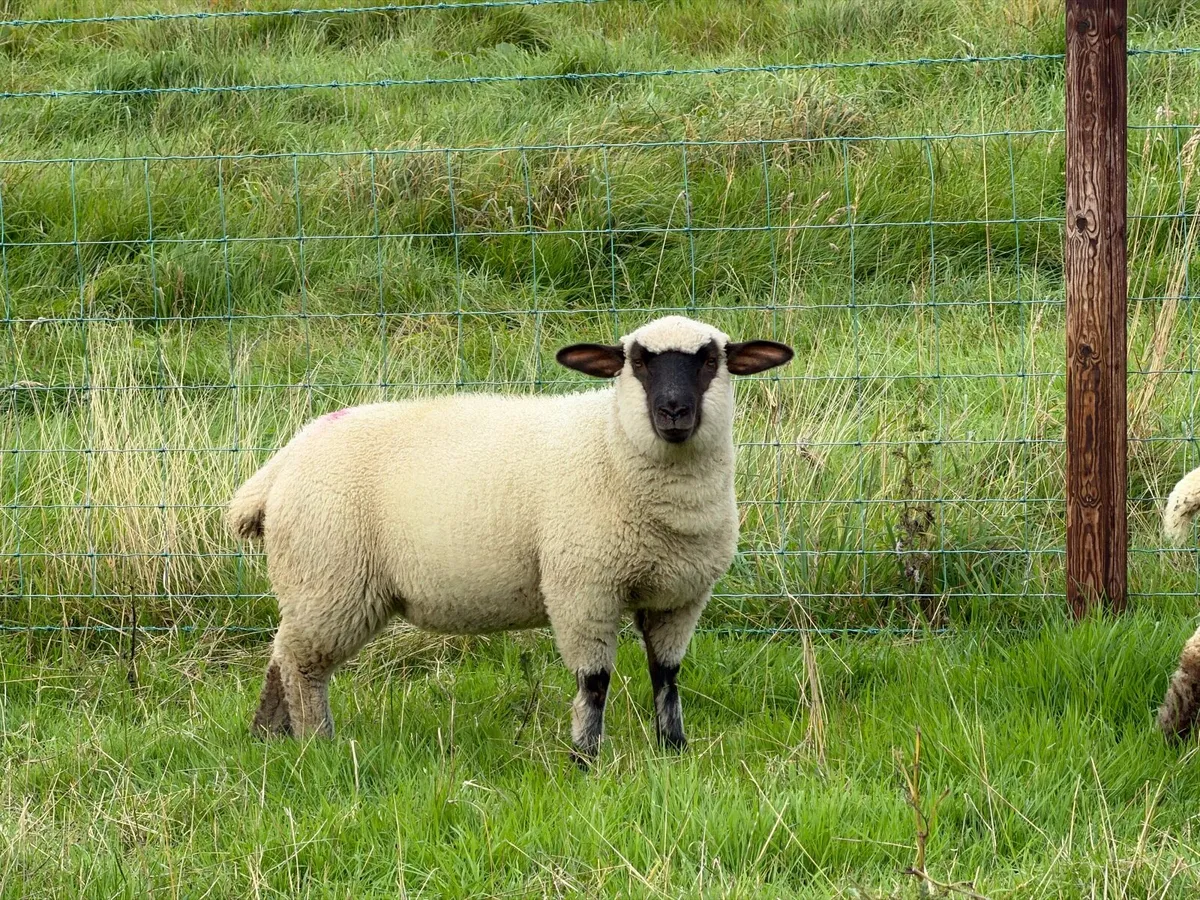 Hampshire down ewe lambs - Image 3