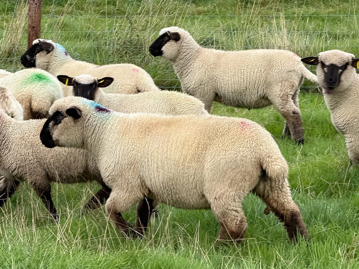 Hampshire down ewe lambs - Image 4