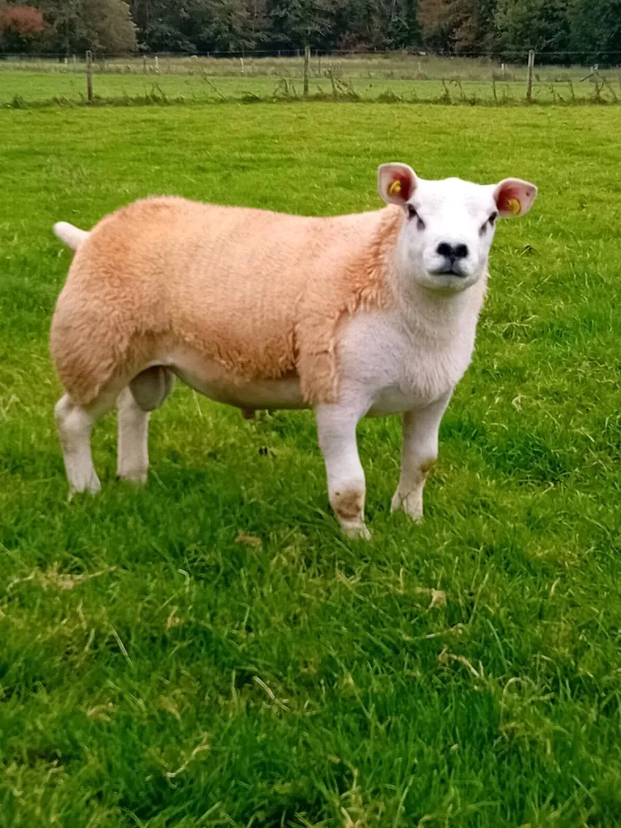 Texel Ram Lamb - Image 1