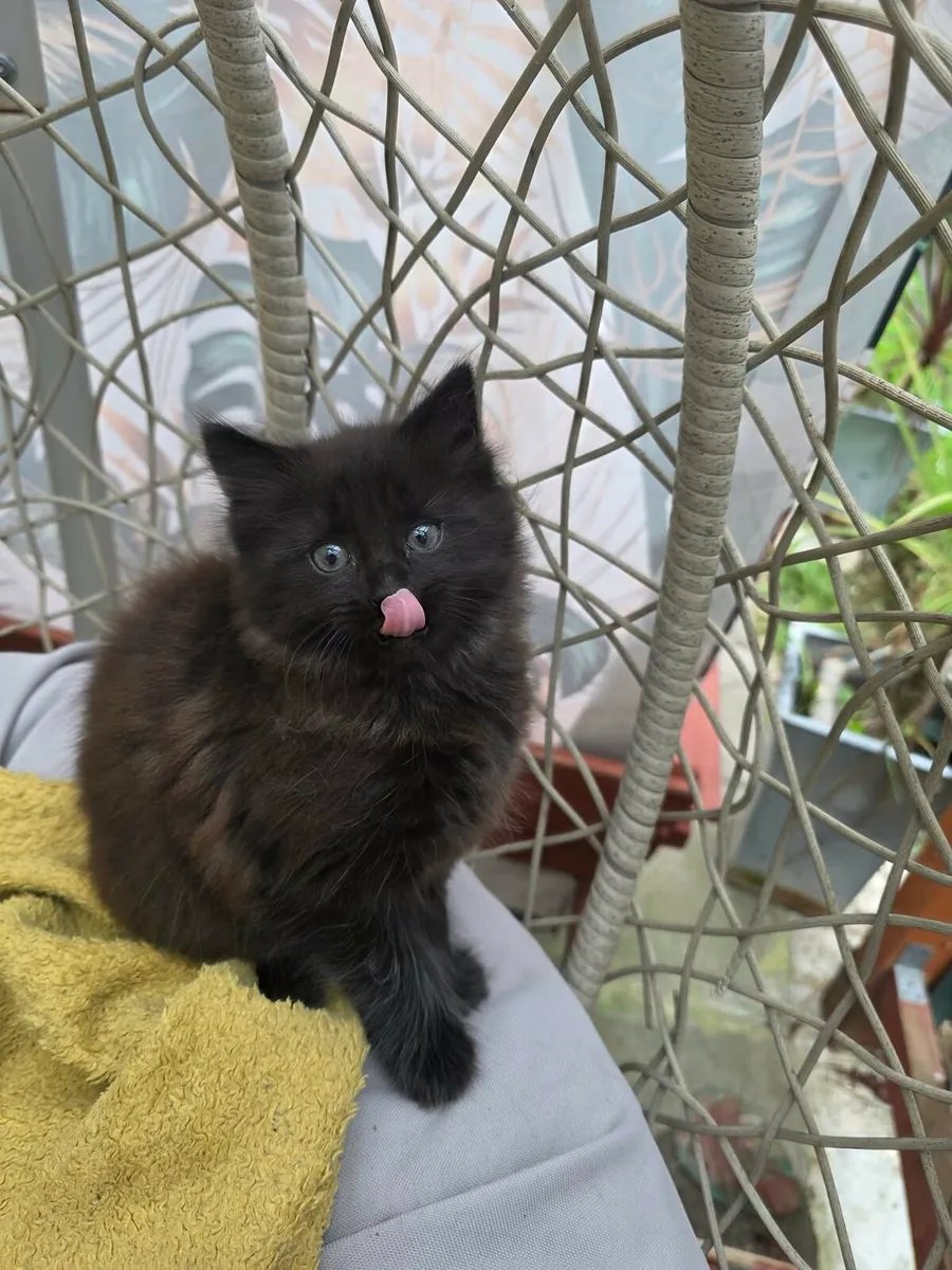 Kittens for Sale - Image 1